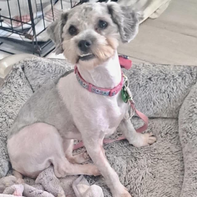 Juliet (benefactor dog) media 5