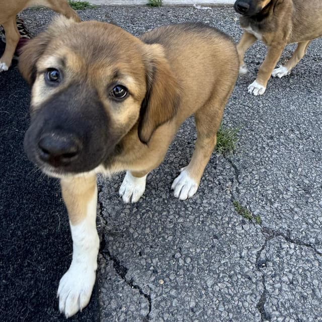 Raven Pup: Rain media 2