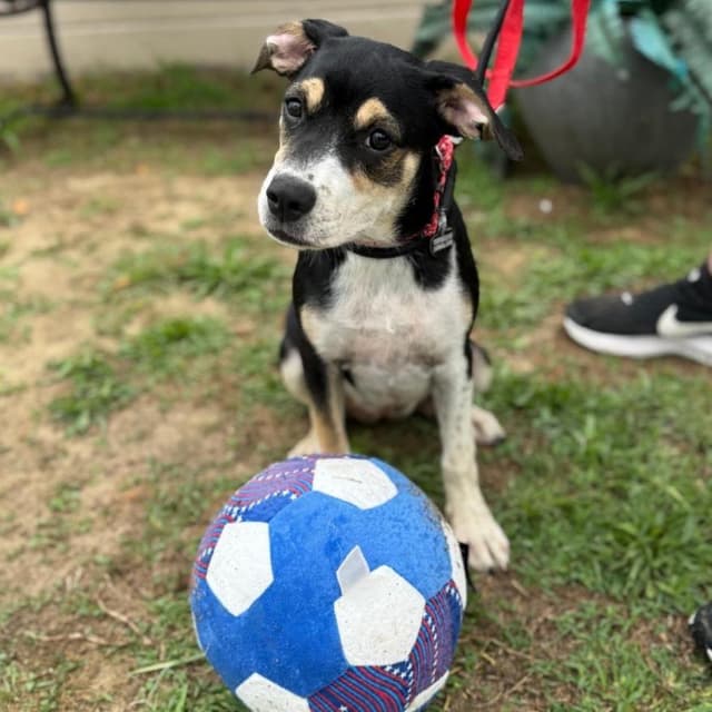 ROXI media 2