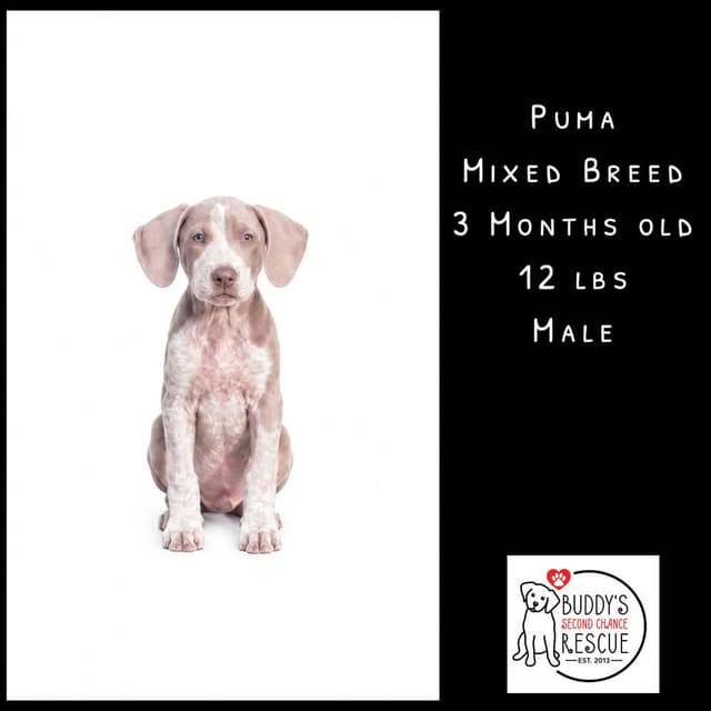 Puma media 4