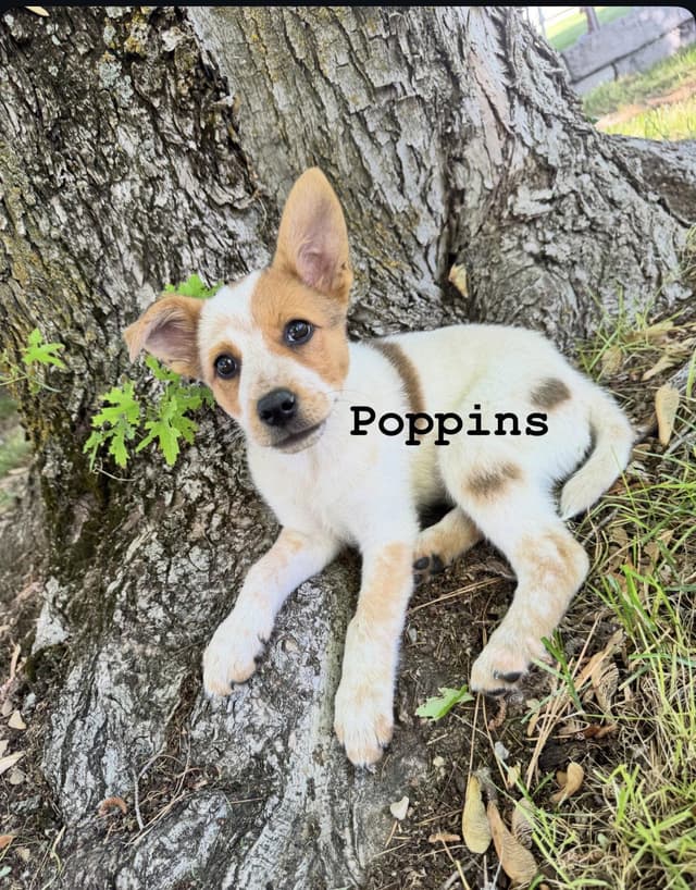 Poppins media 2