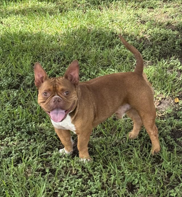 Gizmo (Sweet, Funny, Affectionate, Loves Kids) media 2