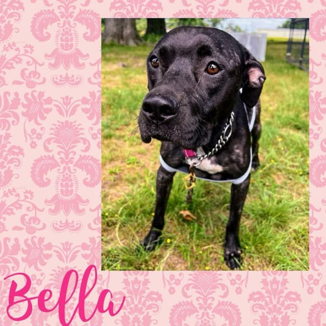 Wren/Bella media 4