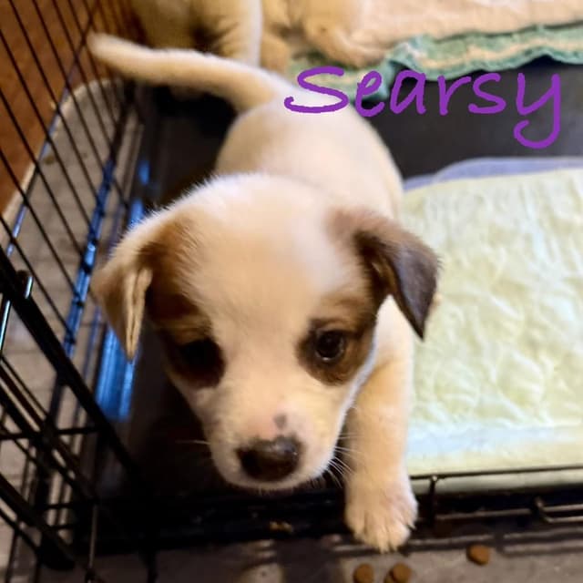 Searsy media 2