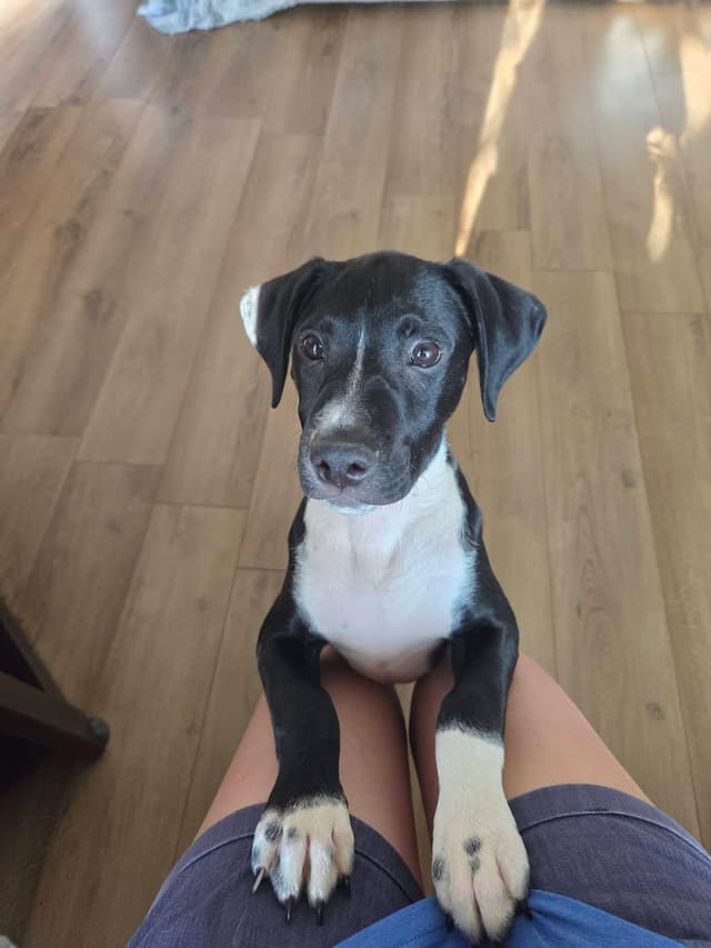 Rocky the Hound Mix Puppy media 5