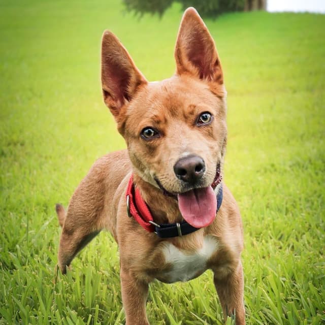 Scrappy Doo media 3