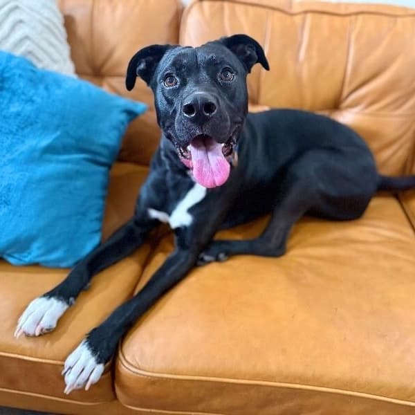 Mack McWiggles your Happy Bestie media 3