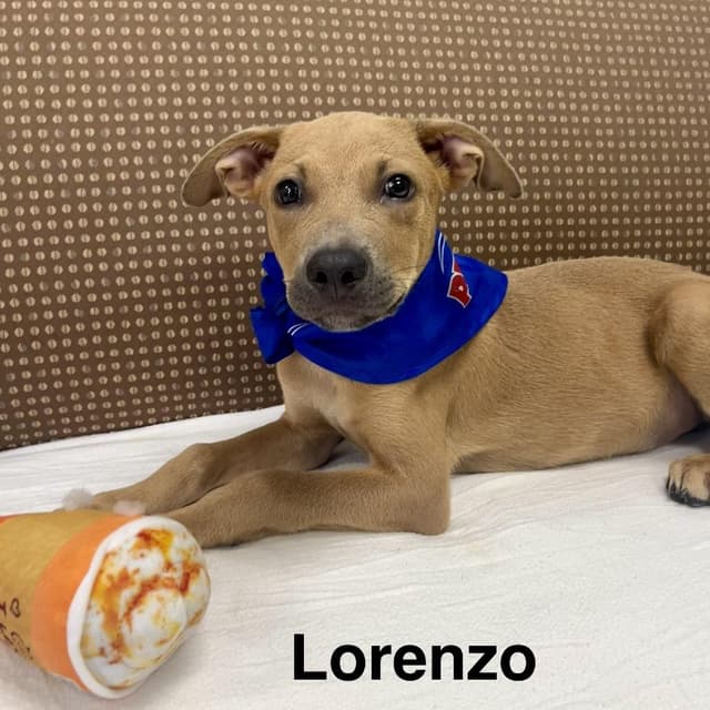 Lorenzo media 2