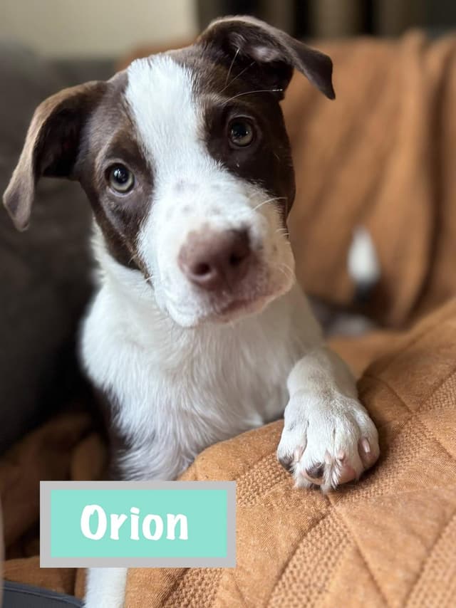 Orion media 3