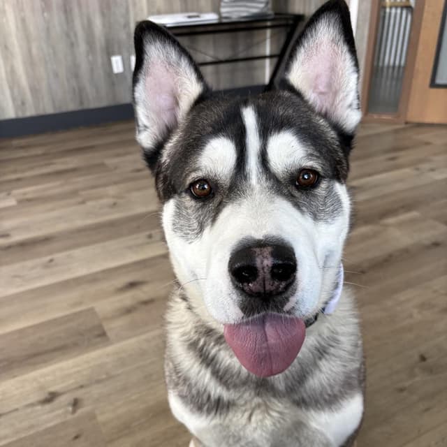 Koda media 3