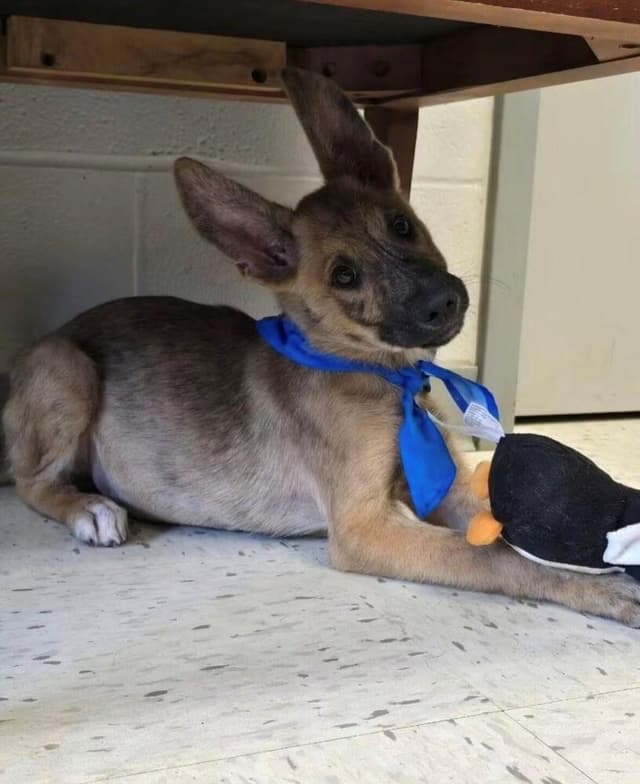 Pippen- Located in Texas media 4