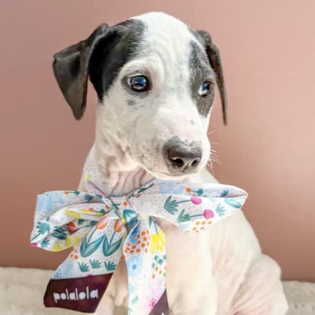 Princess Spot - The Luckiest Gal media 2
