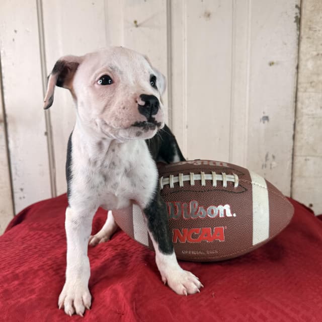 Ryker (100 adoption fee) media 4