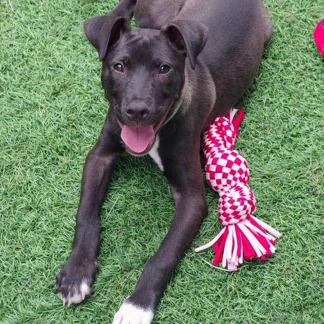 Puppy Nigel media 6