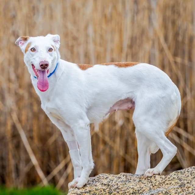 Vixen (Loves other dogs. Adoption Fee Sponsored) media 4