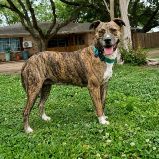 Marley Mae the Brindle Belle Beauty media 4