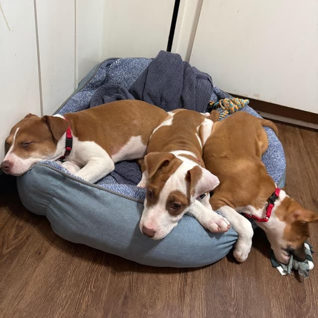 Mama's Pups: Meg media 3