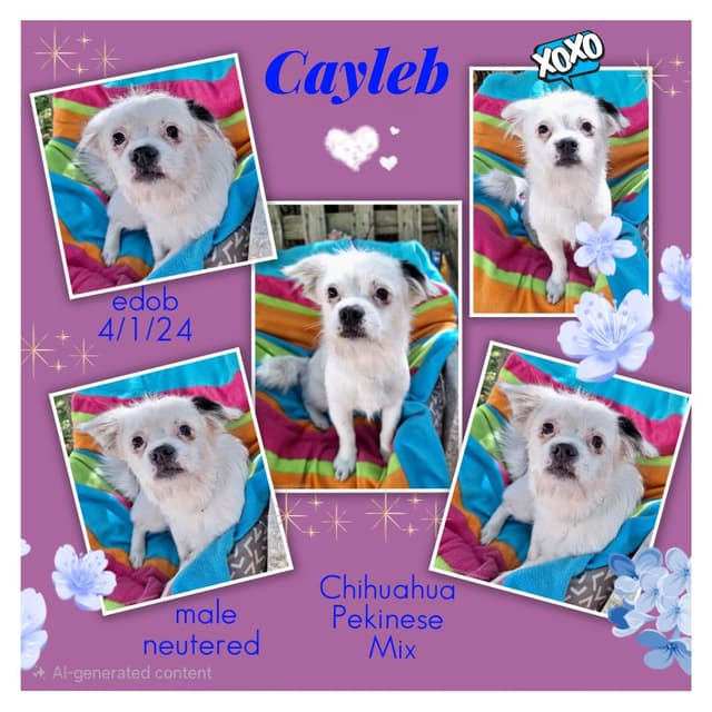 Cayleb BR14341-T media 5
