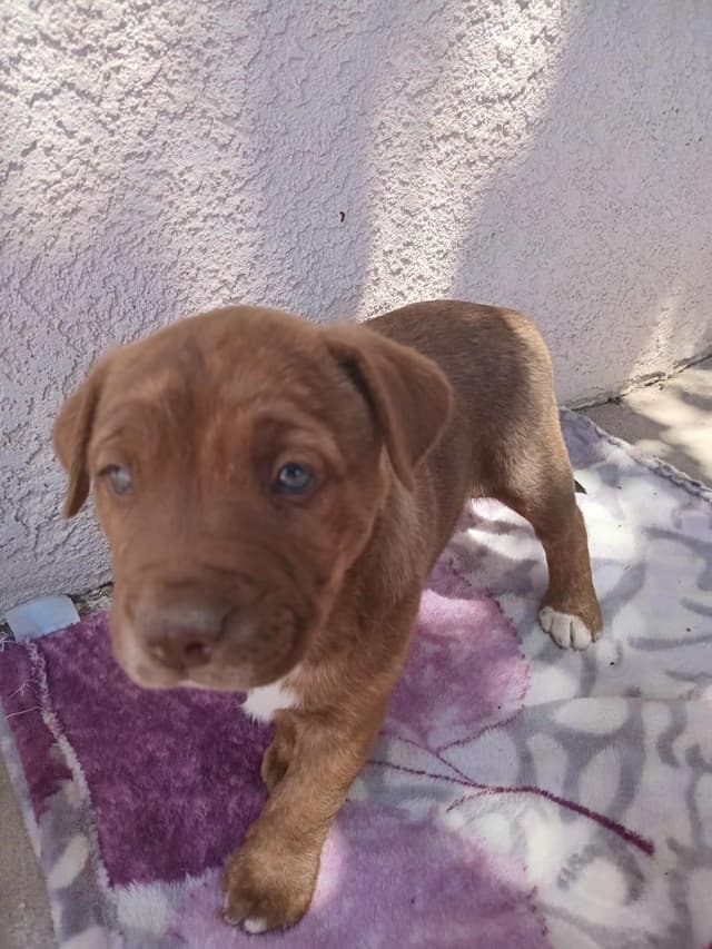 Chato(18) media 3