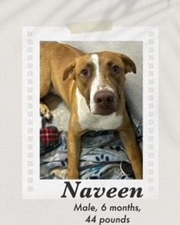 Naveen media 4