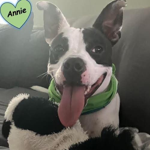 Annie media 2