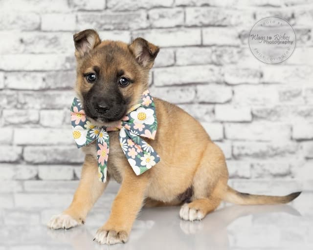Britta - 5lbs media 5