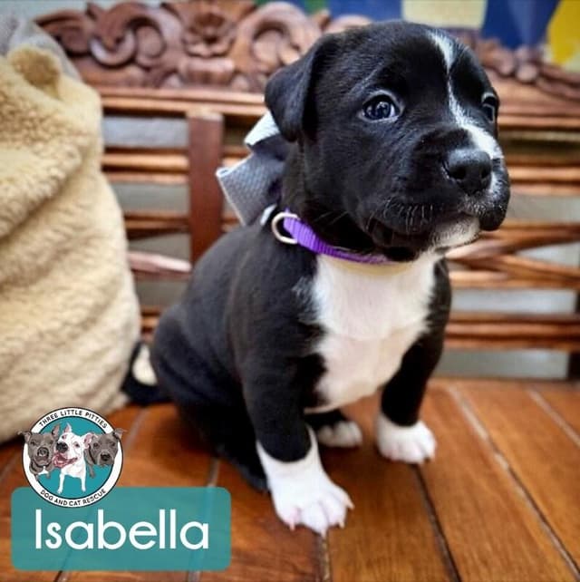 Isabella Encanto media 5