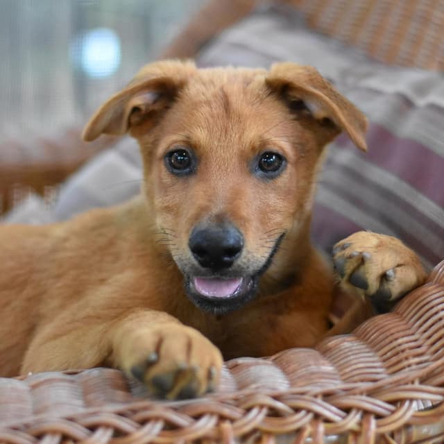 Carter (Victoria Litter) media 2