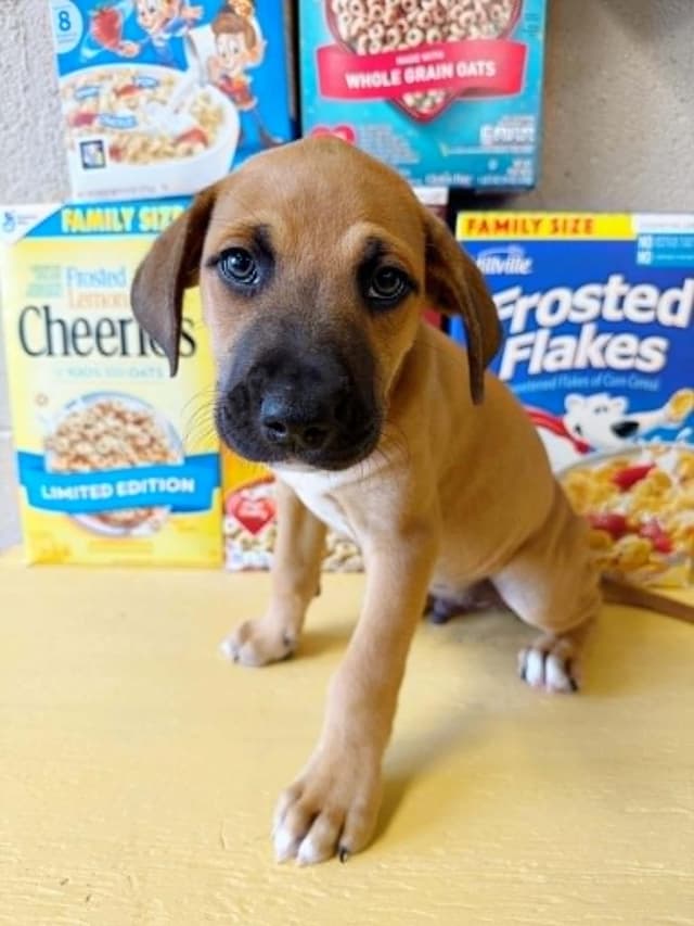 Honey Nut Cheerios media 4