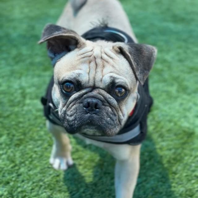 Walter A2278157 media 6