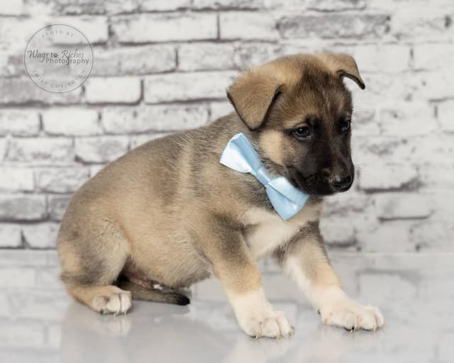 Fritz - 5 lbs. media 3