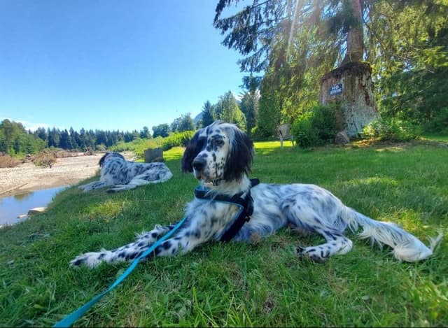 Available for Adoption - Dali (WA, USA) media 5