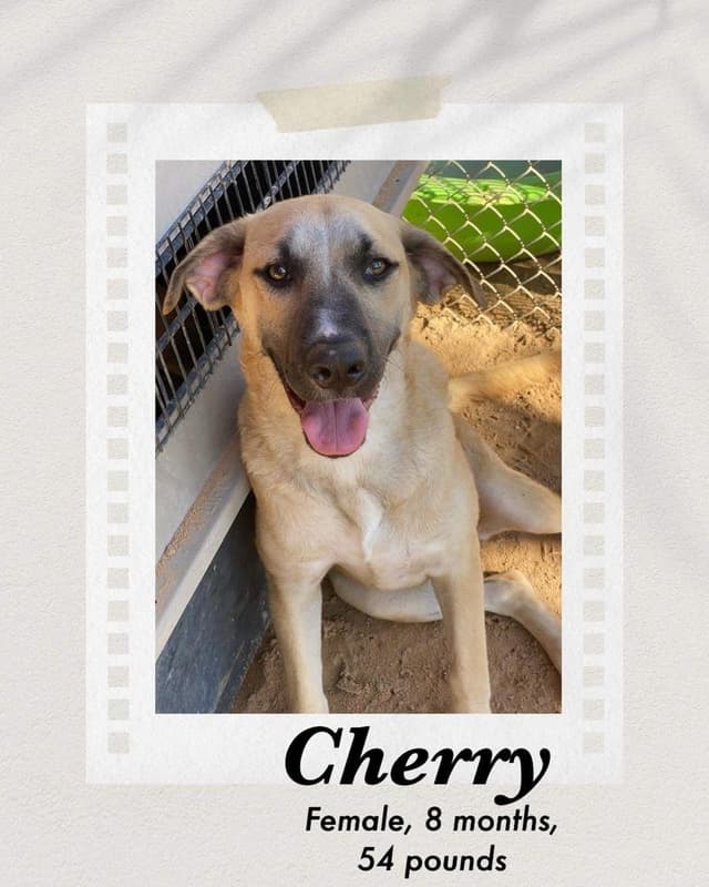 Cherry media 2