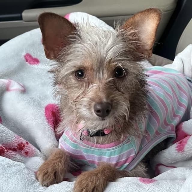 Sweet Pea - Adopted! media 2