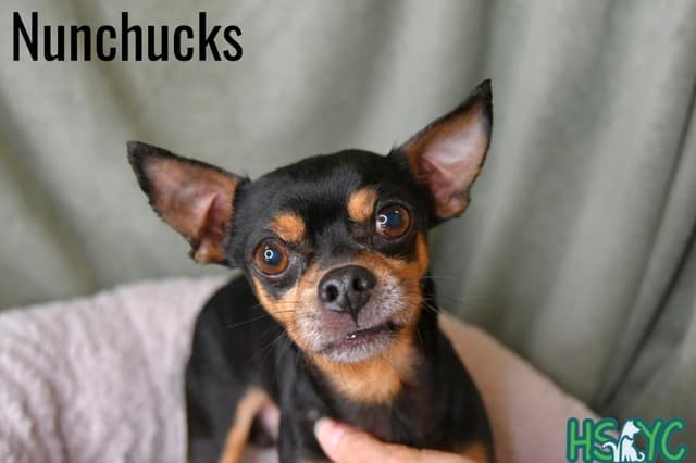 Nunchucks media 3