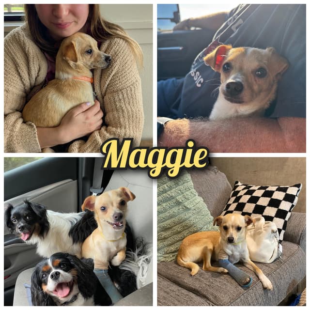 Maggie media 4