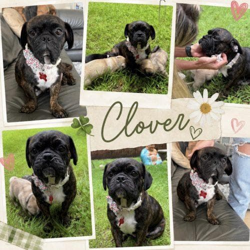 Clover media 4