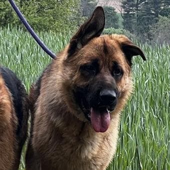 Linear (Mars) (26-187) media 6