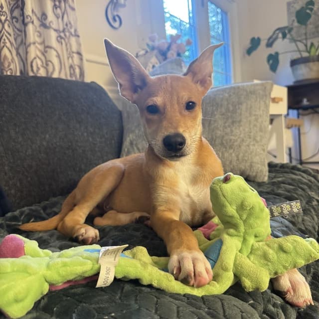 Benji media 2