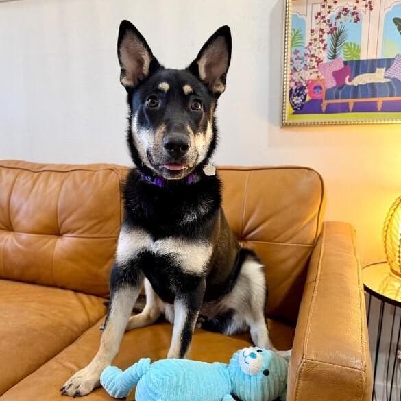Lentil Lou The Loving Little Shepherd media 2