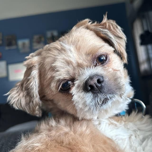 Benji media 2