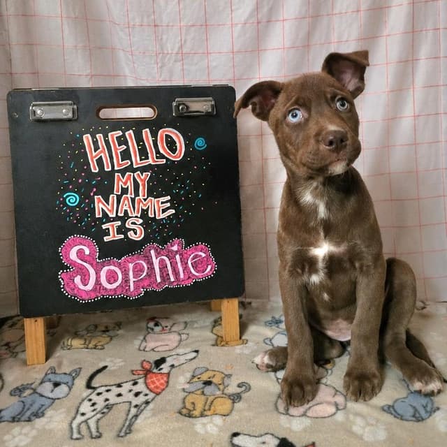 Sophie media 4