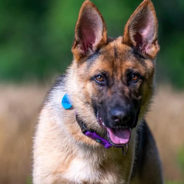 Sheba (26-241) media 6