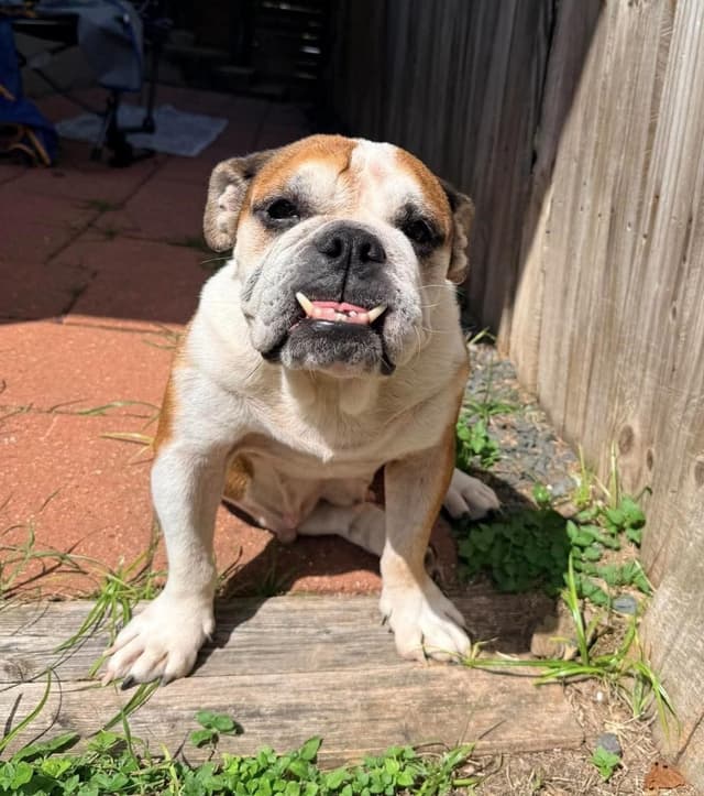 Nona media 5