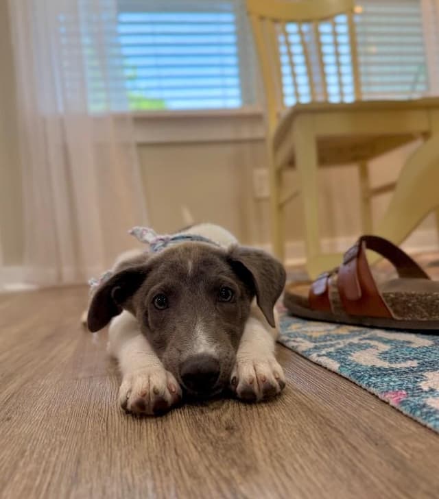 Gigi Grace Little Lovebug media 2