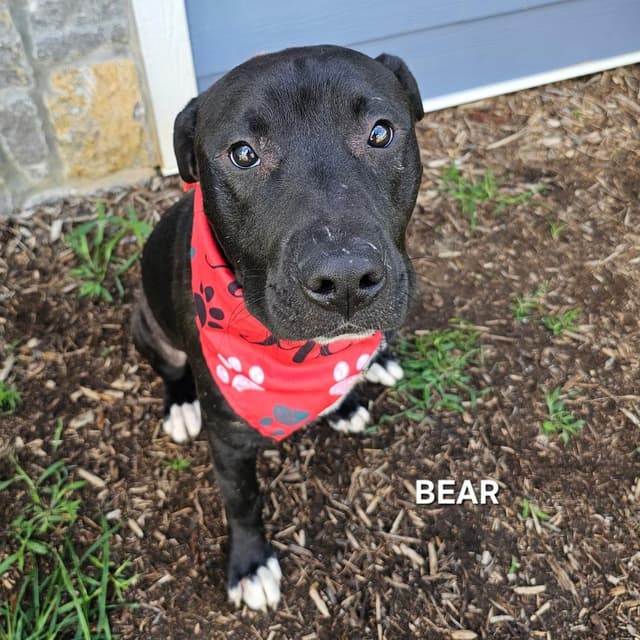 Bear media 3