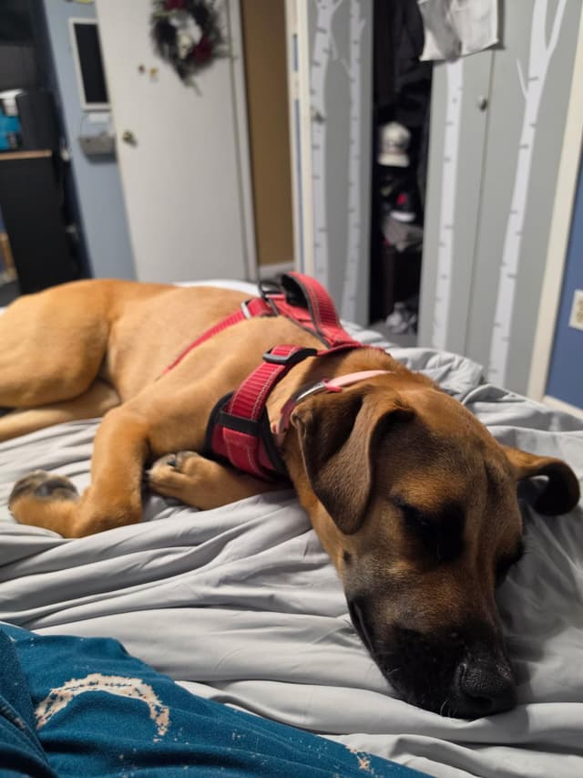 Noelle (Affectionate, Trained, Family-Dog Friendly) media 4
