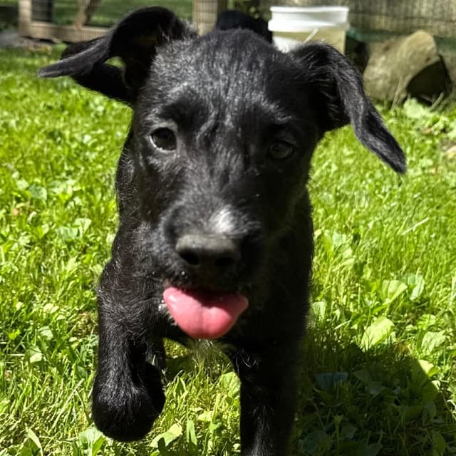 Lane- Graduate of Paws-in-Prison media 4