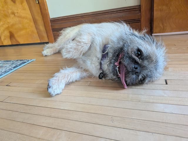 Marley - Loves people sooo sweet media 3
