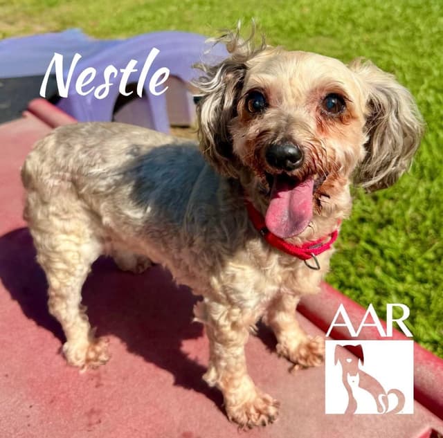 Nestle media 3
